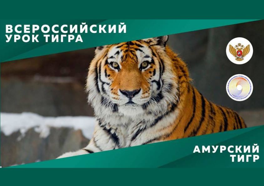 Всероссийский урок  тигра.